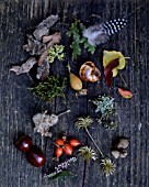 FINDS AND TREASURES OF A WALK THROUGH THE WOODS