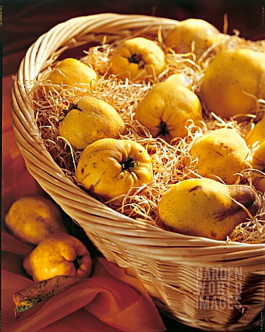 BASKET_WITH_QUINCES