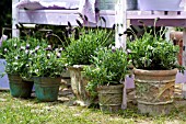 Lavender in terracotta pots