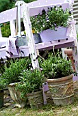 Lavender in terracotta pots