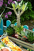 PACHYPODIUM LAMEREI IN A WINDOW BOX WITH SUCCULENTS