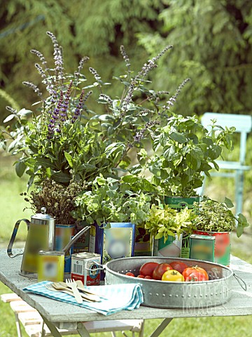 MEDITERRANEAN_HERBS_IN_OLIVE_OIL_TINS