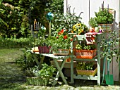 HERBS IN BASKETS WITH GARDEN TOOLS