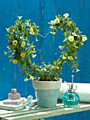DECORATIVE POTTED HEART SHAPED CLIMBER