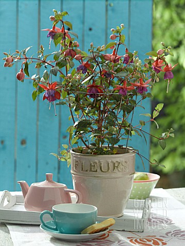 WIRE_SUPPORTED_FUCHSIA_IN_POT_ON_GARDEN_TABLE
