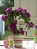 BOUGAINVILLEA ARCH IN STRIPED POT