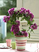 BOUGAINVILLEA ARCH IN STRIPED POT