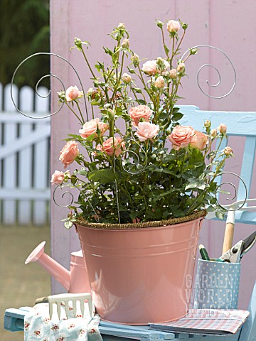 PINK_POT_OF_ROSES_WITH_DECORATIVE_SUPPORT