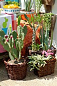 WESTERN THEMED GARDEN PARTY WITH OPUNTIA, PACHYPODIUM LAMEREI AND ALOE VERA