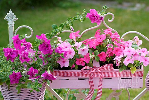 PINK_WOODEN_BASKET_FLOWERBOX_WITH_IMPATIENS