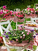 IMPATIENS AND PETUNIAS ON A SUMMER TERRACE