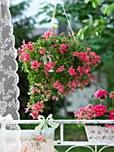 ANTIRRHINUM IN A HANGING BASKET