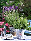 POTTED LAVANDULA