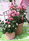 PINK POTTED ROSES ON THE BALCONY