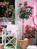 STANDARD POTTED ROSE ON BALCONY IN TERRACOTTA POT