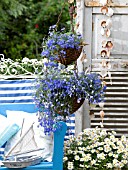 LOBELIA IN A HANGING BASKET