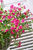 CALIBRACHOA IN A HANGING BASKET