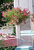 CALIBRACHOA IN A HANGING BASKET