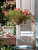 CALIBRACHOA RED MILLION BELLS IN A HANGING BASKET