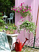 PETUNIAS IN A HANGING BASKET