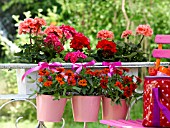 ZINNIAS AND GERANIUM IN SMALL BUCKETS HANGING ON THE BALCONY BALUSTRADE