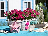 POTTED PHLOX DECORATED WITH STARFISH