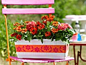 FLOWERBOX WITH ZINNIAS