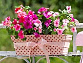 IMPATIENS IN A DOTTED FLOWERBOX