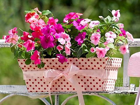 IMPATIENS_IN_A_DOTTED_FLOWERBOX