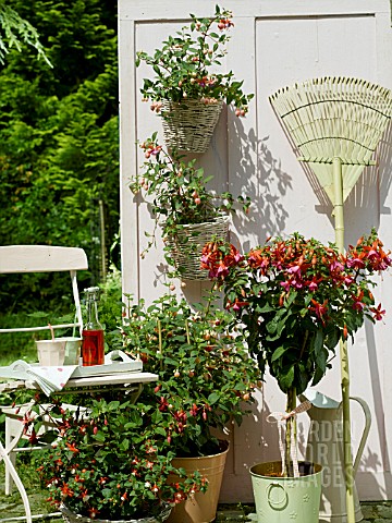 FUSCHIAS_ON_THE_TERRACE