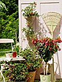 FUSCHIAS ON THE TERRACE