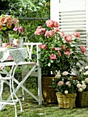 ROSES PLANTED IN WICKER CONTAINERS