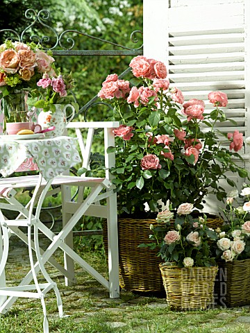 ROSES_PLANTED_IN_WICKER_CONTAINERS
