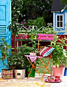 FRUIT PLANTS ON THE BALCONY