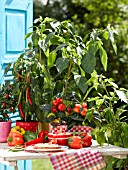 PEPPER PLANTS ON THE BALCONY