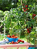 HARVEST OF TOMATOES ON THE BALCONY