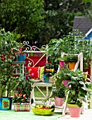 VEGETABLES AND HERBS ON THE BALCONY