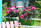 PINK DAHLIAS IN A WINDOW BOX ON A BALCONY