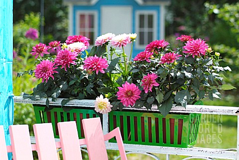 PINK_DAHLIAS_IN_A_WINDOW_BOX_ON_A_BALCONY