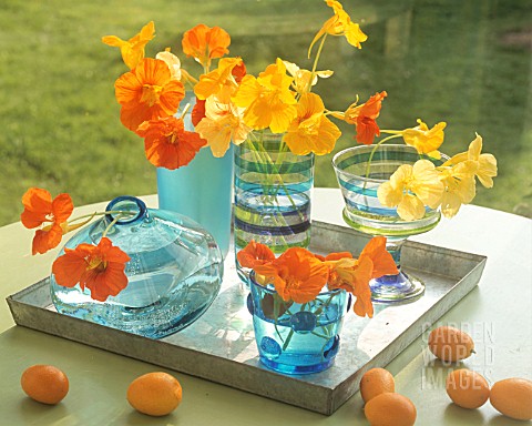 TROPAEOLUM_NASTURTIUM_FLOWERS_IN_VASES