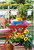 AUTUMNAL DISPLAY WITH HELIANTHUS, PHYSALIS AND RUDBECKIAS ON PATIO FURNITURE