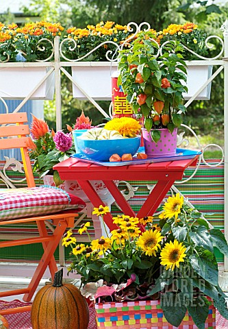 AUTUMNAL_DISPLAY_WITH_HELIANTHUS_PHYSALIS_AND_RUDBECKIAS_ON_PATIO_FURNITURE