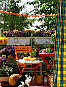 COLOURFUL AUTUMNAL BALCONY WITH CONTAINER PLANTS, FURNITURE AND A CAT