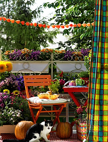 COLOURFUL_AUTUMNAL_BALCONY_WITH_CONTAINER_PLANTS_FURNITURE_AND_A_CAT