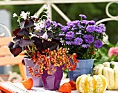 VIBURNUM  OPULUS, OXALIS TRIANGULARIS AND ASTER IN CUPS