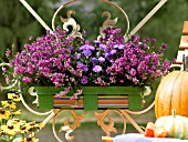 ASTERS AND HEATHERS IN A WOODEN BOX