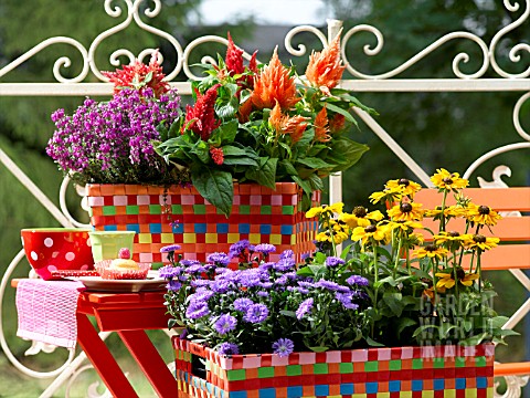 COLORFUL_AUTUMNAL_FLOWERS_IN_PLAITED_FLOWER_BOXES