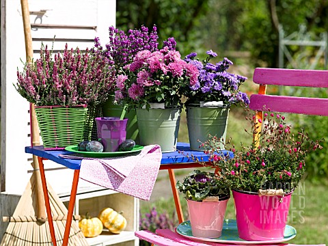 POTTED_HEATHERS_ASTERS_AND_CHRYSANTHEMUMS