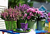 POTTED HEATHERS, ASTERS AND CHRYSANTHEMUMS