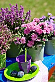 POTTED HEATHERS, ASTERS AND CHRYSANTHEMUMS